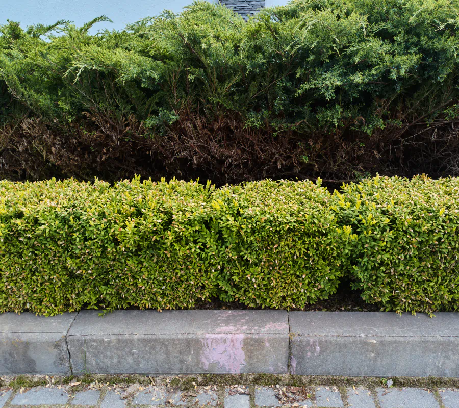 hedge of evergreen shrubs