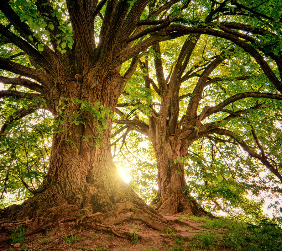 trees during day time